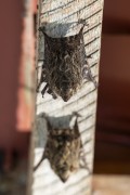 Bats (Rhynchonycteris naso) resting on a wooden roof beam of a house - Mamiraua Sustainable Development Reserve - Alvaraes city - Amazonas state (AM) - Brazil