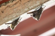 Bats (Rhynchonycteris naso) resting on a wooden roof beam of a house - Mamiraua Sustainable Development Reserve - Alvaraes city - Amazonas state (AM) - Brazil