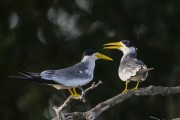 Large-billed Tern (Phaetusa simplex) - Mamiraua Sustainable Development Reserve - Alvaraes city - Amazonas state (AM) - Brazil