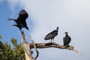 Black Vulture (Coragyps atratus) - Anavilhanas National Park - Manaus city - Amazonas state (AM) - Brazil