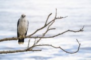 White Hawk (Pseudastur albicollis) - Anavilhanas National Park - Novo Airao city - Amazonas state (AM) - Brazil