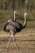 Greater Rhea (Rhea americana) - Refugio Caiman - Miranda city - Mato Grosso do Sul state (MS) - Brazil