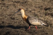 Buff-necked Ibis (Theristicus caudatus) - Refugio Caiman - Miranda city - Mato Grosso do Sul state (MS) - Brazil