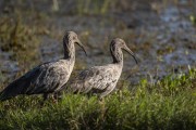 Plumbeous Ibis (Theristicus caerulescens) - Refugio Caiman - Miranda city - Mato Grosso do Sul state (MS) - Brazil