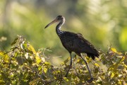 Detail of limpkin (Aramus guarauna) - Refugio Caiman - Miranda city - Mato Grosso do Sul state (MS) - Brazil