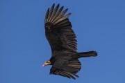 Lesser Yellow-headed Vulture (Cathartes burrovianus) flying - Refugio Caiman - Miranda city - Mato Grosso do Sul state (MS) - Brazil