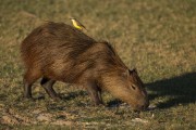 Capybara (Hydrochoerus hydrochaeris) with Cattle Tyrant (Machetornis rixosa) on its back - Refugio Caiman - Miranda city - Mato Grosso do Sul state (MS) - Brazil