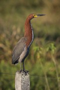 Rufescent Tiger-Heron (Tigrisoma lineatum) - Refugio Caiman - Miranda city - Mato Grosso do Sul state (MS) - Brazil