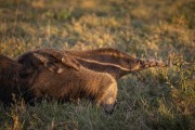 Giant Anteater (Myrmecophaga tridactyla) with baby on its back - Refugio Caiman - Miranda city - Mato Grosso do Sul state (MS) - Brazil