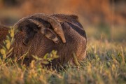 Giant Anteater (Myrmecophaga tridactyla) with baby on its back - Refugio Caiman - Miranda city - Mato Grosso do Sul state (MS) - Brazil