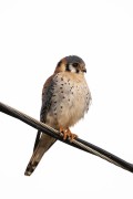 American Kestrel (Falco sparverius) - Refugio Caiman - Miranda city - Mato Grosso do Sul state (MS) - Brazil