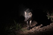 Crab-eating Fox (Cerdocyon thous) - Refugio Caiman - Miranda city - Mato Grosso do Sul state (MS) - Brazil