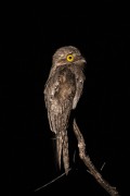 Common Potoo (Nyctibius griseus) - Refugio Caiman - Miranda city - Mato Grosso do Sul state (MS) - Brazil