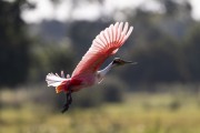 Roseate Spoonbill flying (Platalea ajaja) - Refugio Caiman - Miranda city - Mato Grosso do Sul state (MS) - Brazil