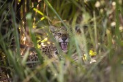 Jaguar (Panthera onca) - Refugio Caiman - Miranda city - Mato Grosso do Sul state (MS) - Brazil