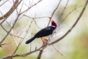 Yellow-billed Cardinal (Paroaria capitata) - Refugio Caiman - Miranda city - Mato Grosso do Sul state (MS) - Brazil
