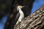 White Woodpecker (Melanerpes candidus) - Refugio Caiman - Miranda city - Mato Grosso do Sul state (MS) - Brazil