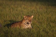 Jaguar (Panthera onca) - Refugio Caiman - Miranda city - Mato Grosso do Sul state (MS) - Brazil