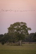 group of Bare-faced Ibis (Phimosus infuscatus) flying over Pantanal - Refugio Caiman - Miranda city - Mato Grosso do Sul state (MS) - Brazil