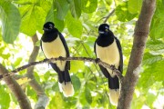 Plush-crested Jay (Cyanocorax chrysops) - Iguazu National Park - Puerto Iguazu city - Misiones province - Argentina