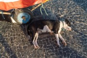 Dog in Arpoador - Rio de Janeiro city - Rio de Janeiro state (RJ) - Brazil