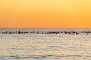 Practitioners of Stand up paddle watching the sunrise - post 6 of Copacabana Beach - Rio de Janeiro city - Rio de Janeiro state (RJ) - Brazil