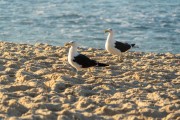 Kelp gull (Larus dominicanus) - Copacabana Beach - Rio de Janeiro city - Rio de Janeiro state (RJ) - Brazil