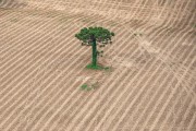 Picture taken with drone of a plantation in the rural area of ??Teixeira Soares - Teixeira Soares city - Parana state (PR) - Brazil