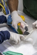 Treatment of a Blue-and-yellow Macaw (Ara ararauna) after rescue - Bird Refuge - Three Fishermen Park - Aparecida city - Sao Paulo state (SP) - Brazil