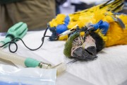 Treatment of a Blue-and-yellow Macaw (Ara ararauna) after rescue - Bird Refuge - Three Fishermen Park - Aparecida city - Sao Paulo state (SP) - Brazil