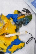 Treatment of a Blue-and-yellow Macaw (Ara ararauna) after rescue - Bird Refuge - Three Fishermen Park - Aparecida city - Sao Paulo state (SP) - Brazil