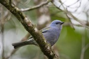 Detail of Golden-chevroned Tanager (Tangara ornata) - Serrinha do Alambari Environmental Protection Area - Resende city - Rio de Janeiro state (RJ) - Brazil