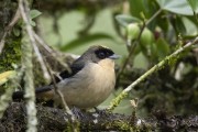 Detail of black-goggled Tanager (Lanio melanops) - Serrinha do Alambari Environmental Protection Area - Resende city - Rio de Janeiro state (RJ) - Brazil