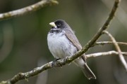 Detail of Double-collared Seedeater (Sporophila caerulescens) - Serrinha do Alambari Environmental Protection Area - Resende city - Rio de Janeiro state (RJ) - Brazil