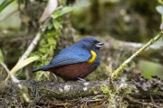 Detail of Chestnut-bellied euphonia (Euphonia pectoralis) - Serrinha do Alambari Environmental Protection Area - Resende city - Rio de Janeiro state (RJ) - Brazil