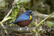 Detail of Chestnut-bellied euphonia (Euphonia pectoralis) - Serrinha do Alambari Environmental Protection Area - Resende city - Rio de Janeiro state (RJ) - Brazil
