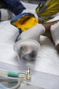 Treatment of a Blue-and-yellow Macaw (Ara ararauna) after rescue - Bird Refuge - Three Fishermen Park - Aparecida city - Sao Paulo state (SP) - Brazil