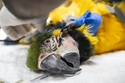 Treatment of a Blue-and-yellow Macaw (Ara ararauna) after rescue - Bird Refuge - Three Fishermen Park - Aparecida city - Sao Paulo state (SP) - Brazil