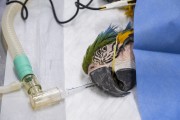 Treatment of a Blue-and-yellow Macaw (Ara ararauna) after rescue - Bird Refuge - Three Fishermen Park - Aparecida city - Sao Paulo state (SP) - Brazil