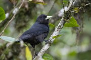 Detail of red-rumped cacique (Cacicus haemorrhous) - Serrinha do Alambari Environmental Protection Area - Resende city - Rio de Janeiro state (RJ) - Brazil