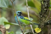 Detail of Green-headed Tanager (Tangara seledon) - Serrinha do Alambari Environmental Protection Area - Resende city - Rio de Janeiro state (RJ) - Brazil