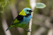 Detail of Green-headed Tanager (Tangara seledon) - Serrinha do Alambari Environmental Protection Area - Resende city - Rio de Janeiro state (RJ) - Brazil