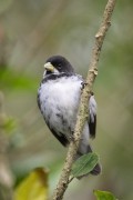 Detail of Double-collared Seedeater (Sporophila caerulescens) - Serrinha do Alambari Environmental Protection Area - Resende city - Rio de Janeiro state (RJ) - Brazil