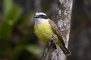 Detail of Great Kiskadee (Pitangus sulphuratus) - Serrinha do Alambari Environmental Protection Area - Resende city - Rio de Janeiro state (RJ) - Brazil