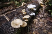 Fungus growing on dead tree trunk - Near Anavilhanas National Park - Novo Airao city - Amazonas state (AM) - Brazil