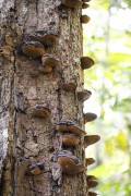 Fungus growing on dead tree trunk - Near Anavilhanas National Park - Novo Airao city - Amazonas state (AM) - Brazil