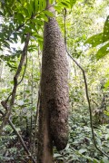 Large anthill on tree trunk - Anavilhanas National Park - Novo Airao city - Amazonas state (AM) - Brazil