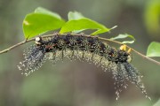 Moth Caterpillar on tree branch - Near Anavilhanas National Park - Novo Airao city - Amazonas state (AM) - Brazil
