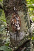 White resin dripping from a tree - Anavilhanas National Park - Novo Airao city - Amazonas state (AM) - Brazil