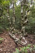 Detail of Monkey Ladder Vine (Bauhinia angulosa) - Anavilhanas National Park - Novo Airao city - Amazonas state (AM) - Brazil